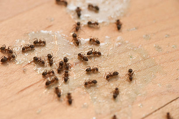 Best Wildlife Control Services  in Highfill, AR